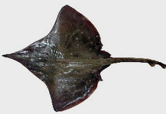 Dipturus oxyrhinchus_08.jpg